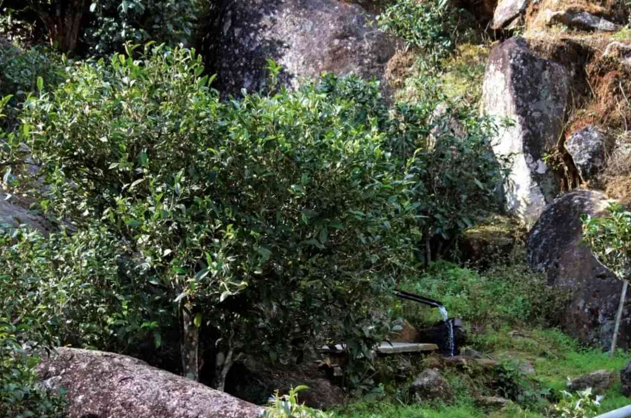 六大名山古茶园之旅：探索普洱茶的越品质与独特风味