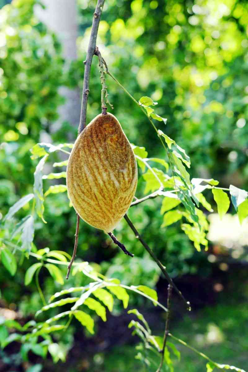 景谷普洱茶口感特点分析