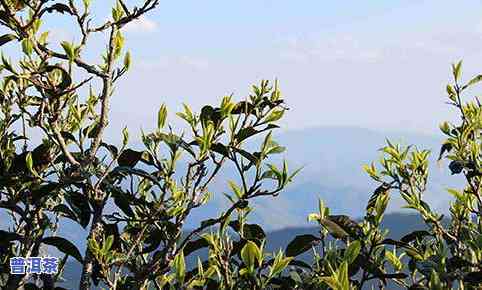 黄草岭古树普洱茶：草山韵味的独特风味特点