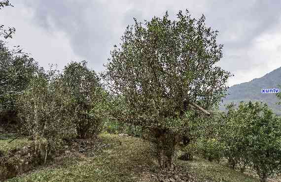 黄草林茶特点：古树茶魅力与树龄见证，品味普洱茶文化精髓