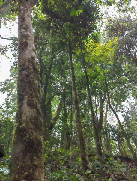 临沧黄草林古树茶：独特韵味与口感的魅力所在