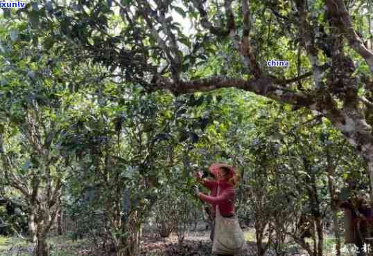 黄草林普洱茶：产地、特点与品鉴指南一应俱全，满足您的所有需求