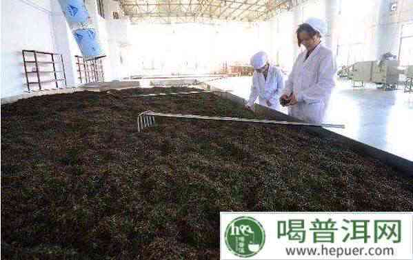 普洱茶熟化过程优化及其在新型饮料开发中的应用研究