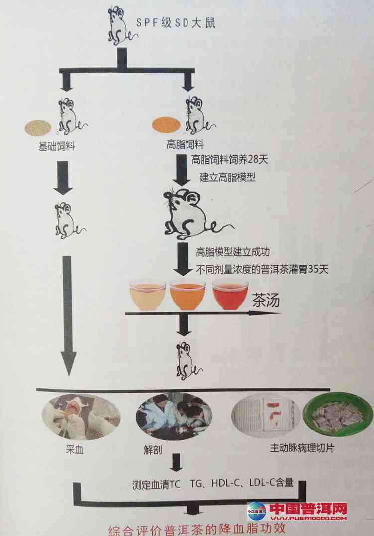 普洱茶熟化过程优化及其在新型饮料开发中的应用研究