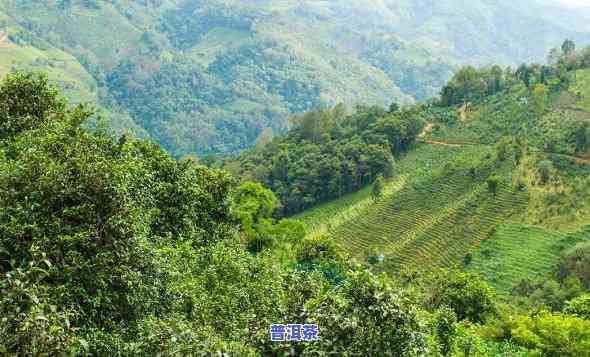 布朗山的独特茶韵：老班章普洱茶的产地探秘