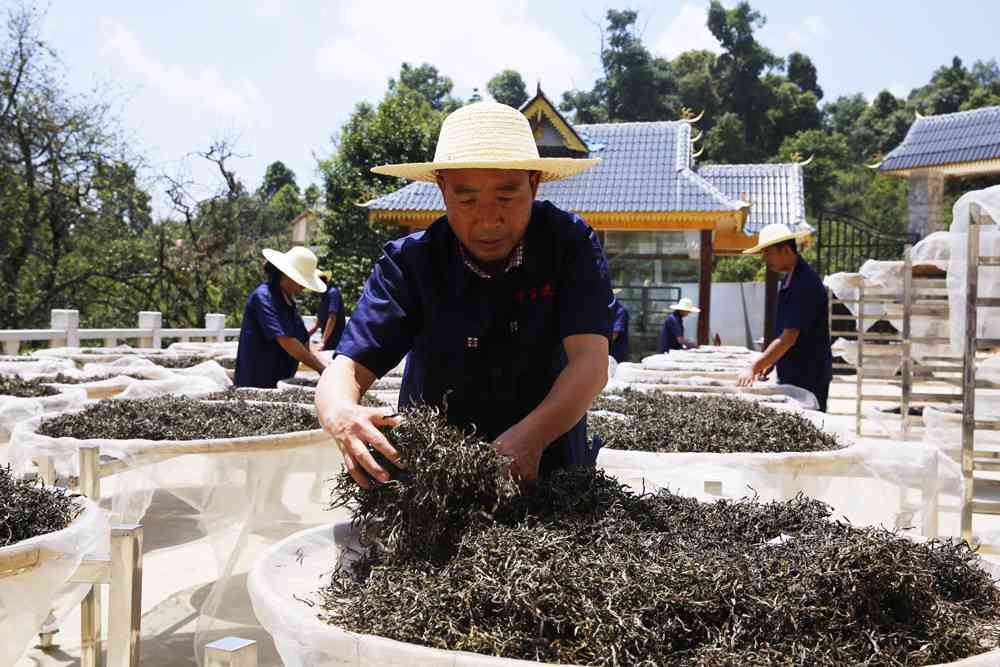 勐海普洱茶发酵的师