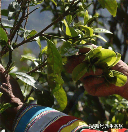 详解普洱茶制作工艺及流程，从茶叶采摘到加工全过程探究