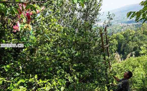 探秘荒山古树：普洱茶的独特香气与特点解析