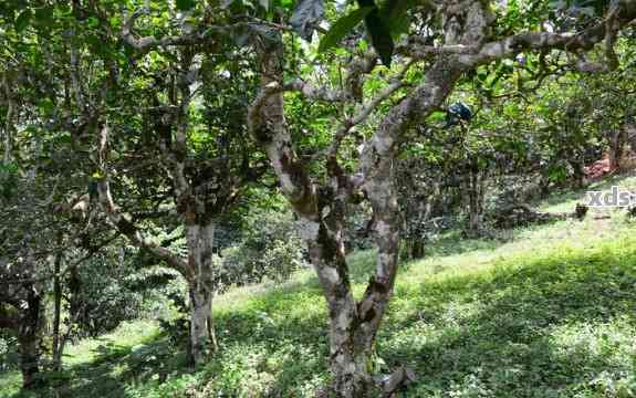 探秘荒山古树：普洱茶的独特香气与特点解析