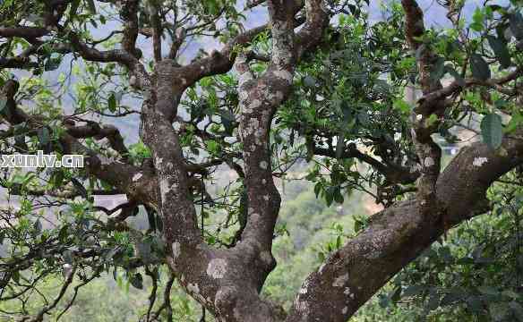 探秘荒山古树：普洱茶的独特香气与特点解析