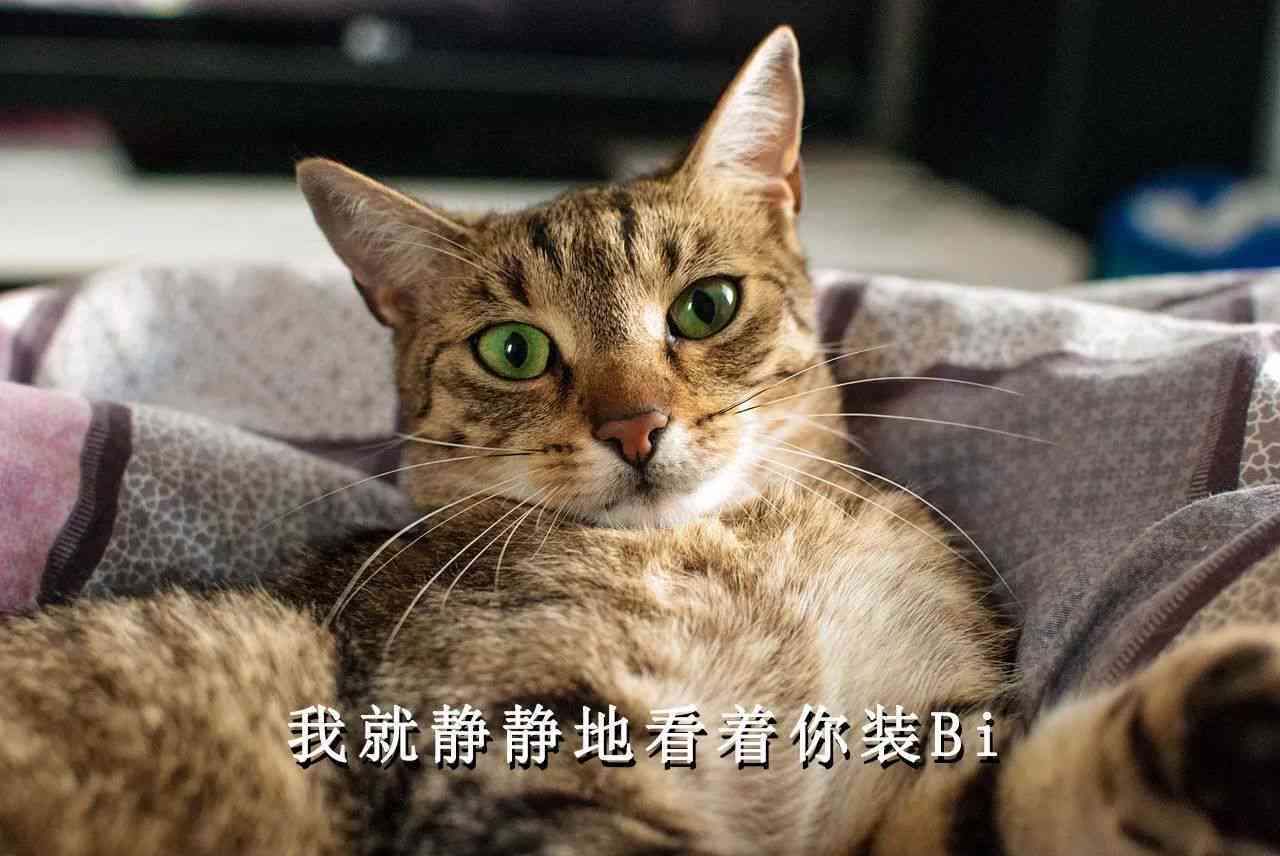 普洱茶冰岛猫可饮用性及注意事项：喝了普洱茶冰岛猫是否有害？