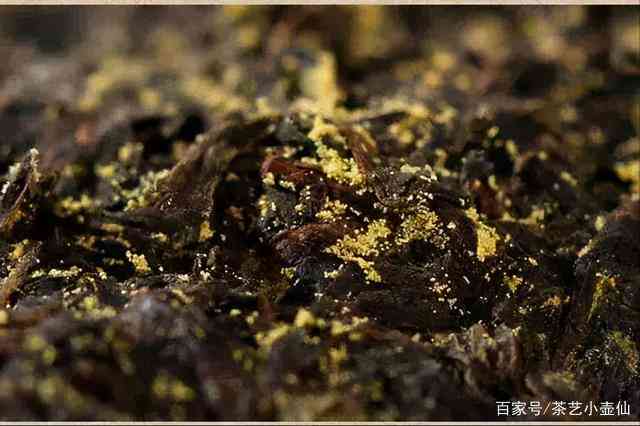 金花茯茶与普洱茶的全方位对比：品饮特点、营养价值及冲泡技巧解析