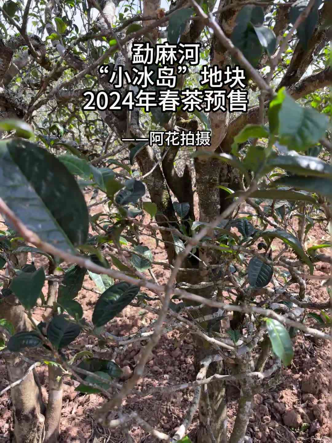 冰岛老家普洱茶木小树