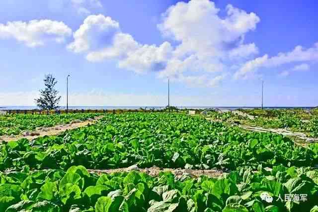 全面解析莫西沙糯化种起货效果：从种植、收获到品质的全方位了解