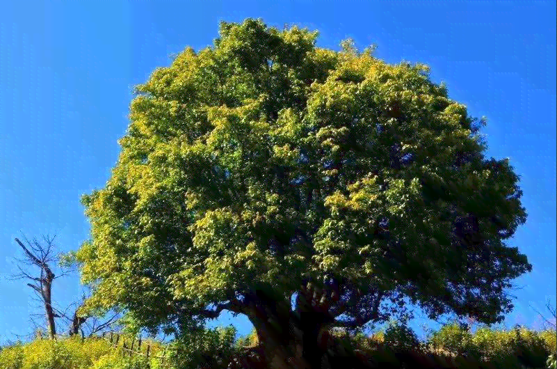 普洱茶与红茶的口感对比：哪个更令人醉？