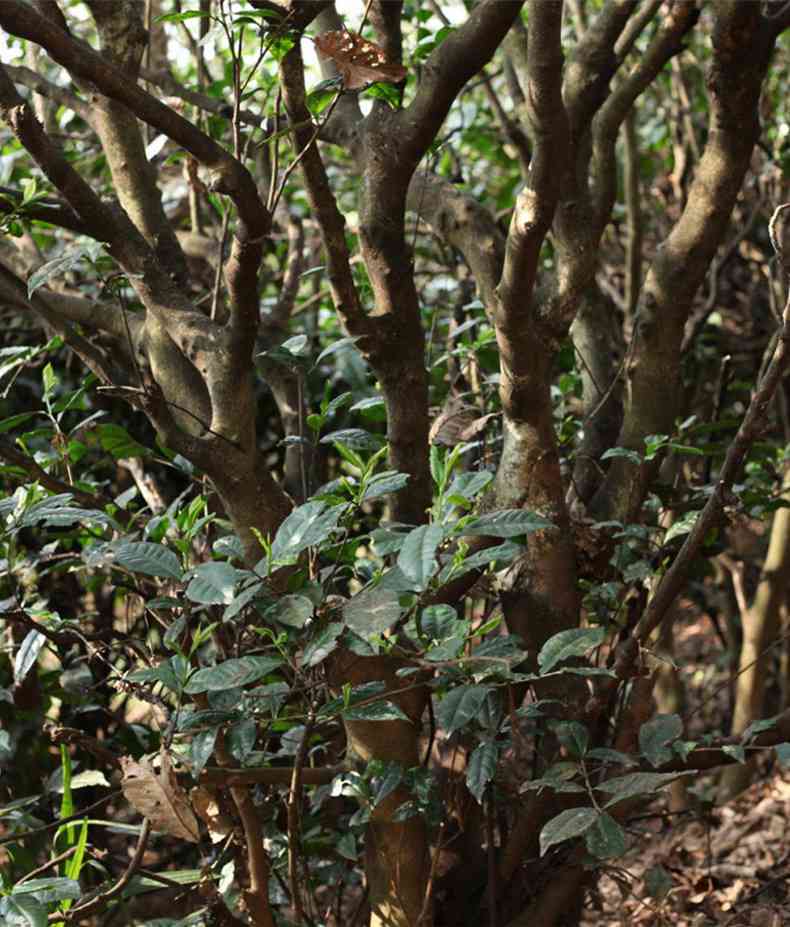 普洱茶哪个山头口感？