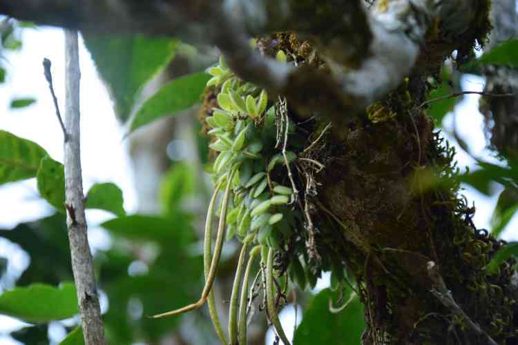 布朗山纯料普洱茶品质、口感和选购指南：一次全面的品鉴体验