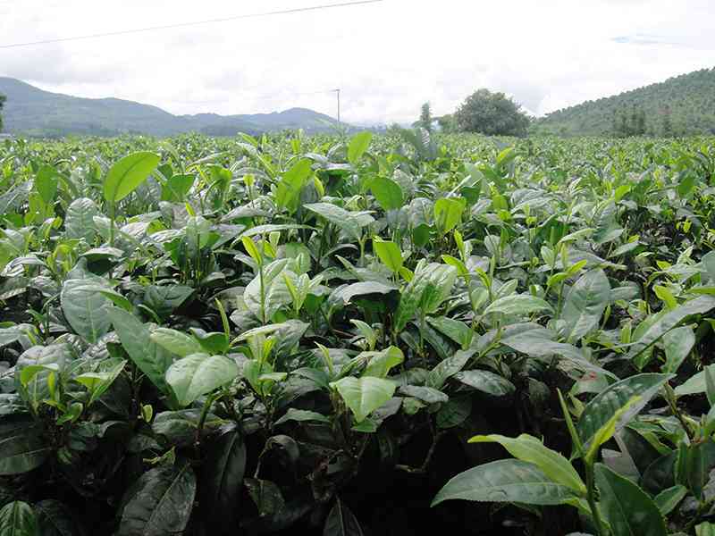 顺百兴云南大叶种普洱茶