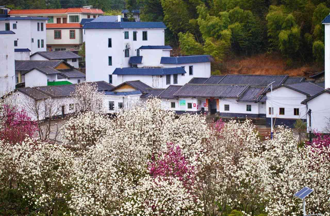 古六山普洱茶品种推荐与口感评价：什么的茶叶最适合您？