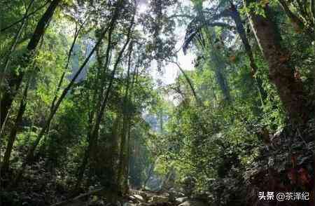 六大原生态普洱茶山之旅：探索大古茶文化的魅力与传承