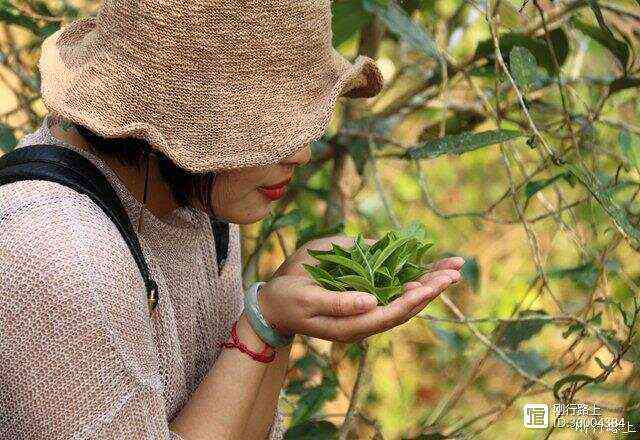 西双版纳卖普洱茶的茜子