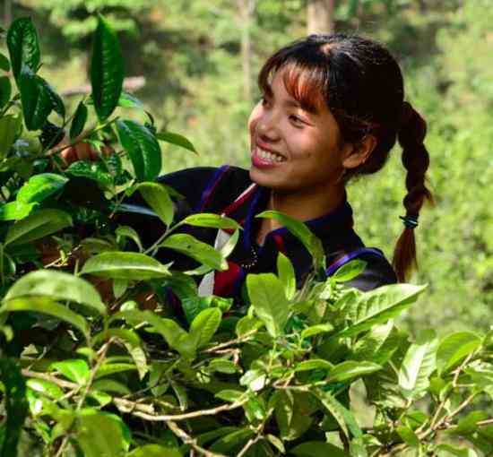 西双版纳卖普洱茶的茜子