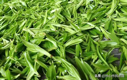 普洱茶的原料到底是什么种类？