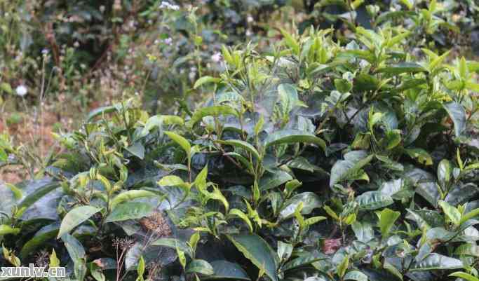 普洱茶：大叶种与小叶种的种植方式及其区别