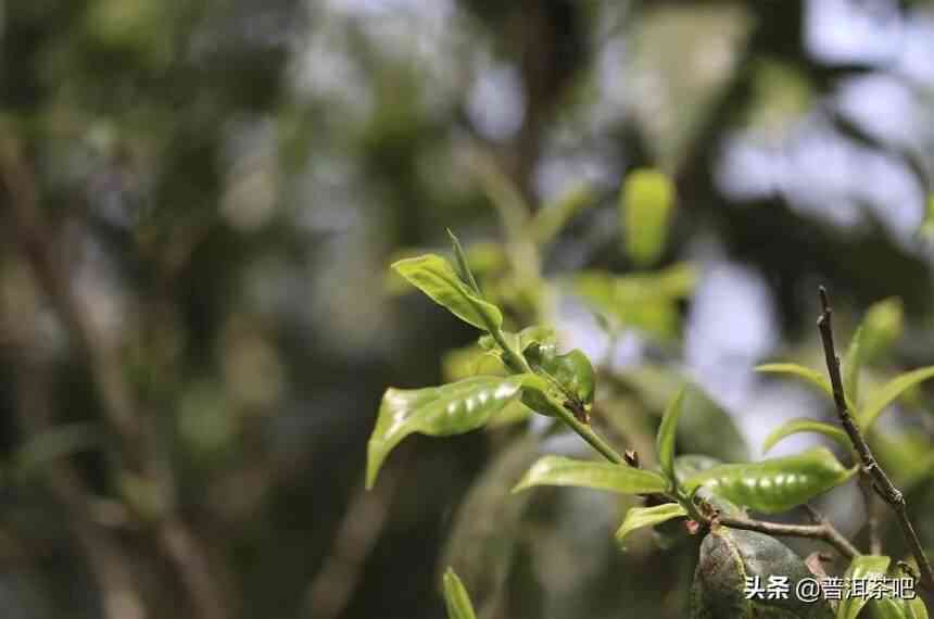 探究普洱茶香：源自生命之源的神秘香气形成之谜