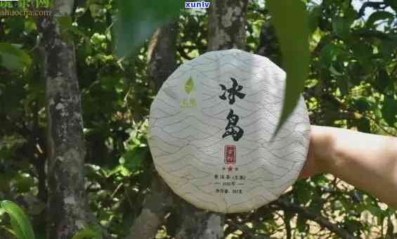 冰岛古树是茶：探索普洱茶的新境界