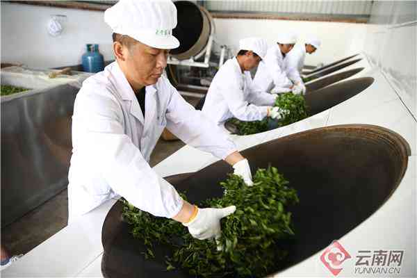 云南顺海茶厂：品质越的茶叶生产商，为您提供全方位茶叶解决方案