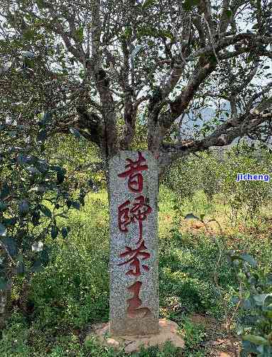 普洱茶王：谁才是真正的普洱茶界霸主？探寻普洱茶历与品质巅峰之作