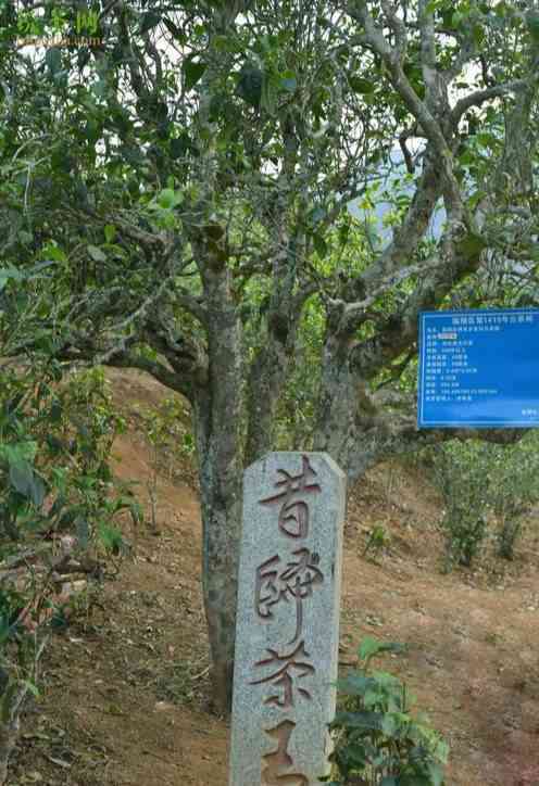 探究忙麓山昔归普洱茶的独特品质、制作工艺及其历文化背景