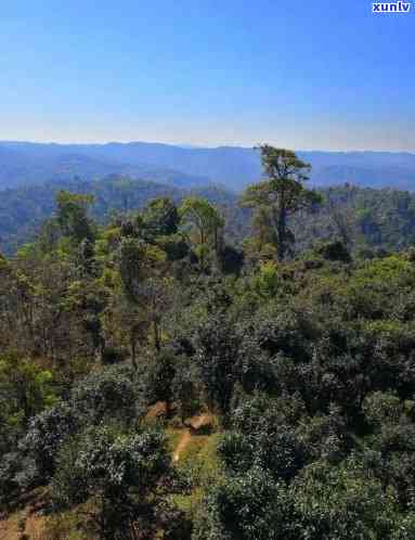 勐海嘉木普洱茶产地：云南 勐海县。