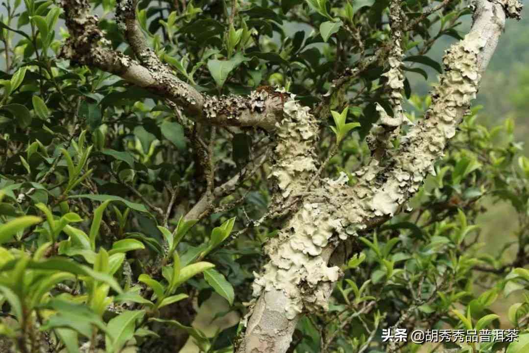 普洱茶中樟香成分解析：揭示其香味形成的奥秘