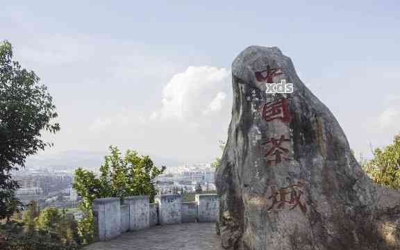 探索中国普洱茶市场：城市茶文化之旅