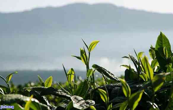 南糯普洱茶属于哪个茶区？