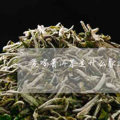 普洱茶特别受喜爱怎么回事