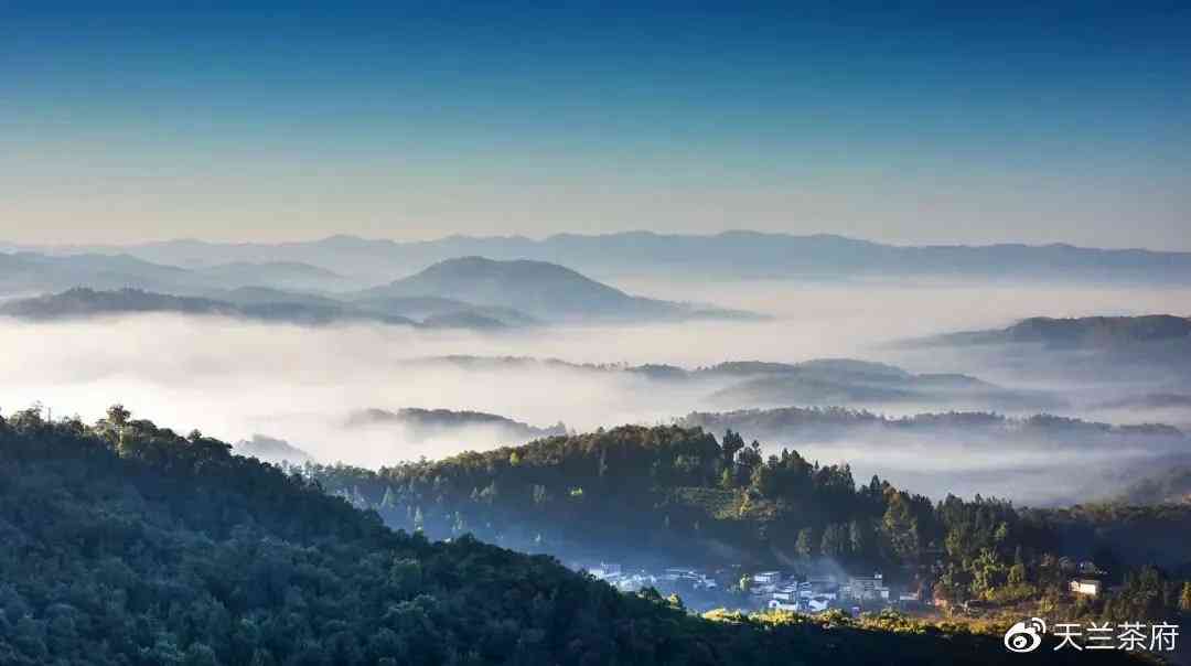 普洱茶五大名山系列：哪五个山头？排名如何？