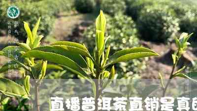 蓉儿普洱茶直播间正品吗？