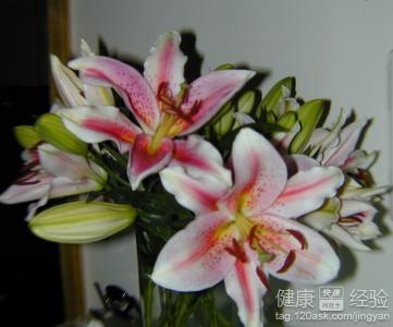 百合花茶叶：独特功效与饮用注意事项的健解读