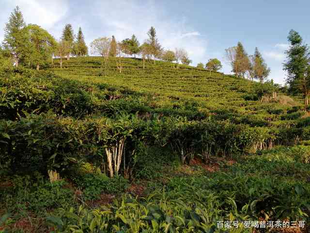 普洱茶子箐有台地茶吗