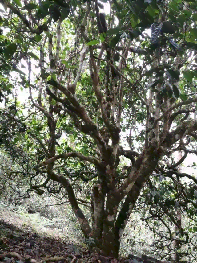 铜箐河普洱茶批发联系方式