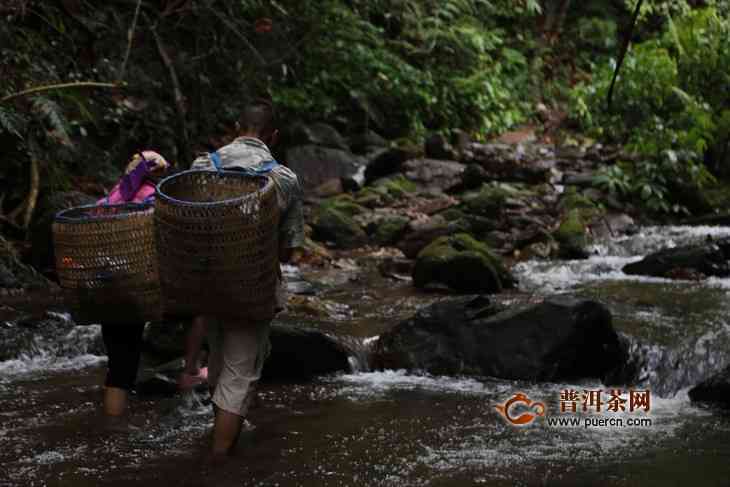 铜箐河普洱茶批发联系方式