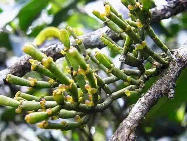 草片与普洱茶的共泡效果及药理作用：一次详解