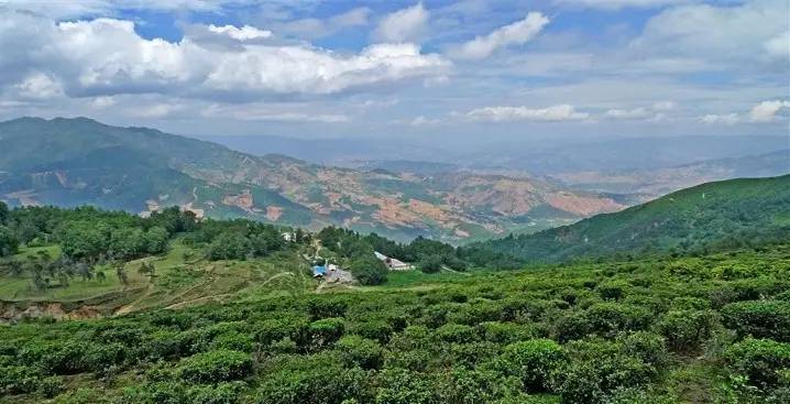 普洱茶优质产区：云南临沧澜沧江地区的布朗山与勐海县茶园