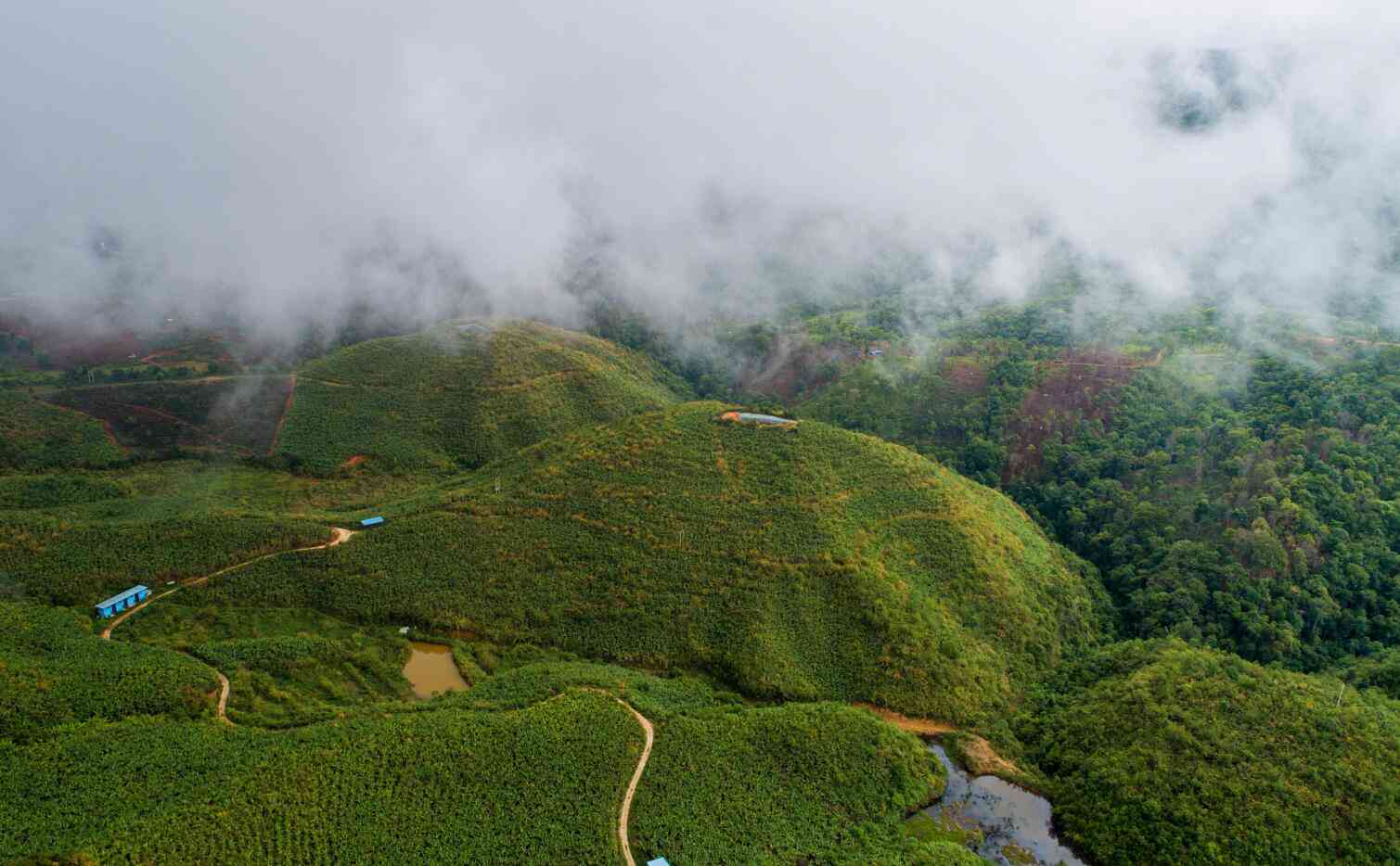 普洱茶优质产区：云南临沧澜沧江地区的布朗山与勐海县茶园