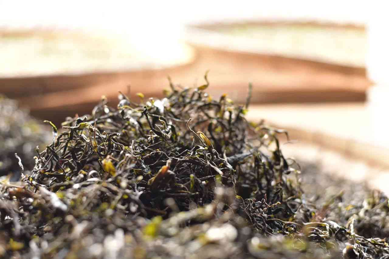 普洱茶好喝又不贵的有哪些牌子-普洱茶好喝又不贵的有哪些牌子的