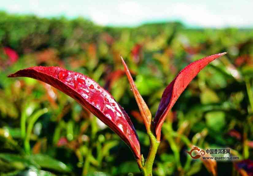 紫芽是普洱茶吗还是绿茶