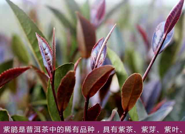 紫芽茶是普洱茶吗为什么